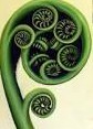 Koru silver fern